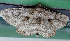 Peribatodes rhomboidaria