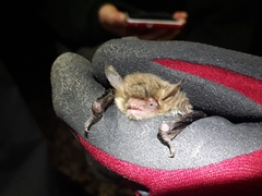Myotis crypticus