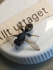 Ectemnius borealis