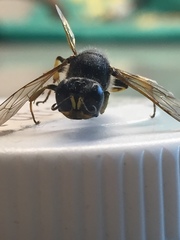 Ectemnius borealis