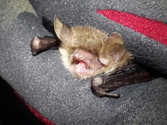 Myotis crypticus