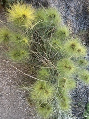 Spinifex longifolius