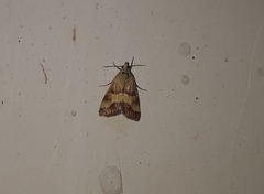 Tegostoma baphialis