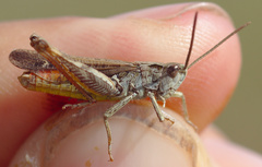 Chorthippus biguttulus biguttulus