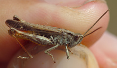 Chorthippus biguttulus biguttulus