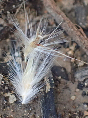 Rytidosperma fulvum