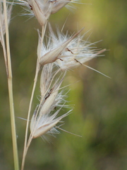 Rytidosperma fulvum
