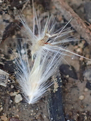 Rytidosperma fulvum