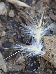 Rytidosperma fulvum