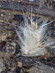 Rytidosperma fulvum