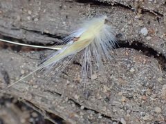 Rytidosperma fulvum