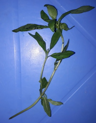Magnoliopsida