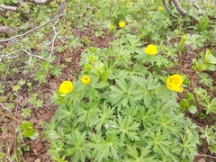 Trollius riederianus