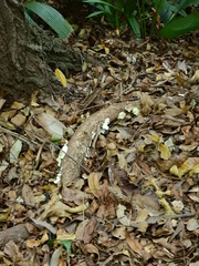 Fungi