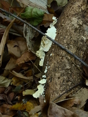 Fungi