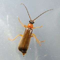 Rhagonycha lutea