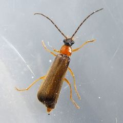 Rhagonycha lutea