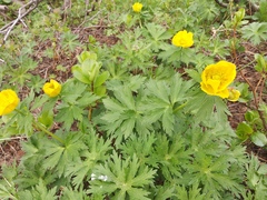 Trollius riederianus