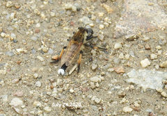 Promachus yesonicus