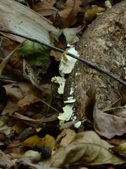 Fungi