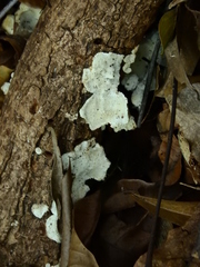 Fungi