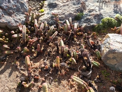 Crassula pyramidalis