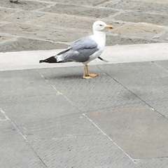 Larus michahellis