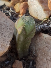 Crassula pyramidalis