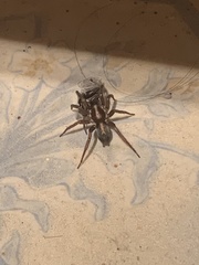 Herpyllus propinquus