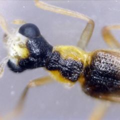 Malthinus balteatus