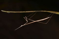 Schizocephala bicornis