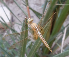 Crocothemis servilia