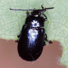 Phratora laticollis