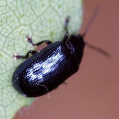 Phratora laticollis