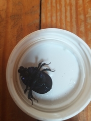 Trypocopris vernalis