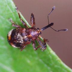 Anthonomus bituberculatus