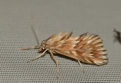 Cynaeda dentalis