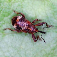 Anthonomus bituberculatus