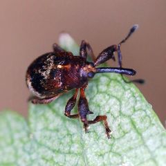 Anthonomus bituberculatus