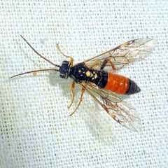 Tenthredopsis scutellaris