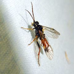 Tenthredopsis scutellaris