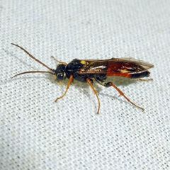 Tenthredopsis scutellaris