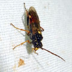 Tenthredopsis scutellaris