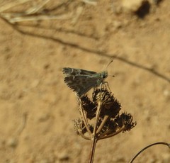 Carcharodini