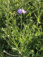 Scabiosa comosa
