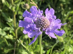 Scabiosa comosa