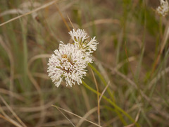 Marshallia caespitosa