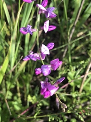 Oxytropis coerulea