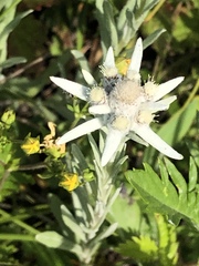 Leontopodium