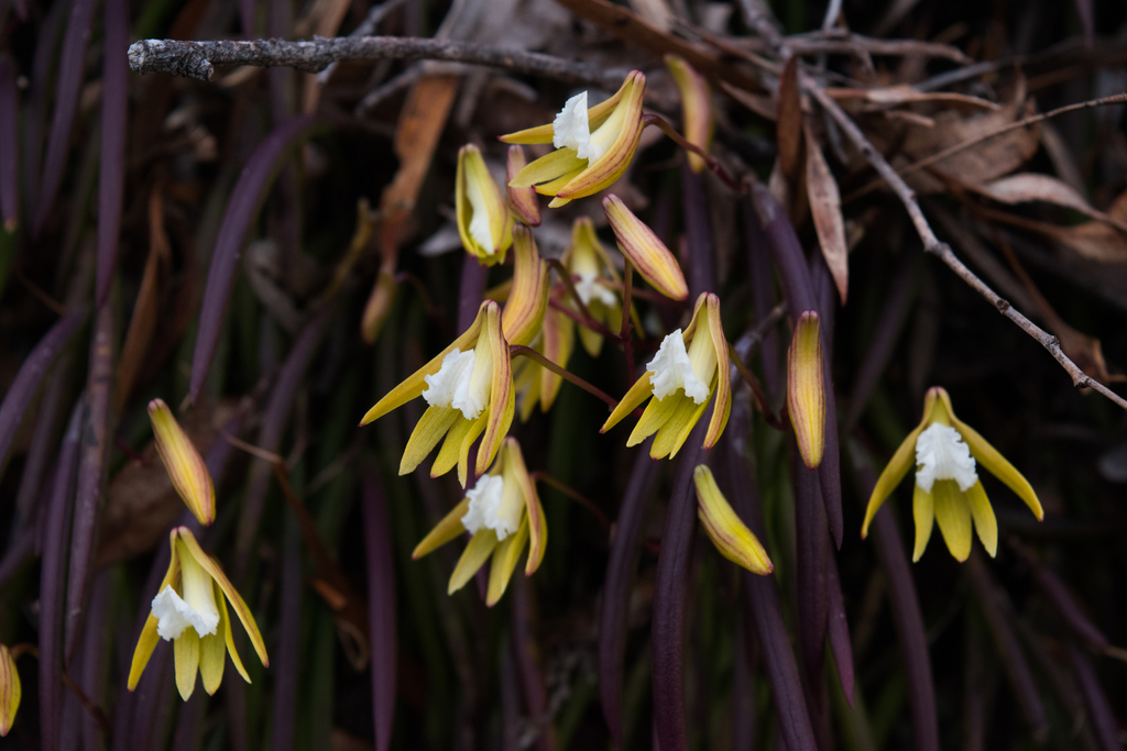 Dendrobium striolatum Rchb.f.
